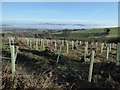 SO6238 : Replanted wood on Seager Hill by Philip Halling