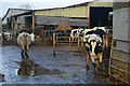 North Devon : Waterloo Farm