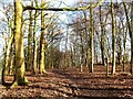 Woodland path, Gilling Park