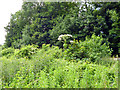 Giant Hogweed by railway