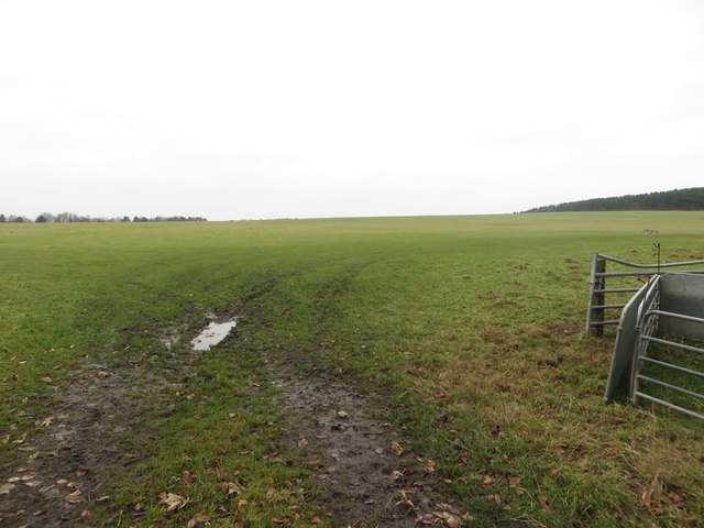 Grass field, Middle Farm, Seghill