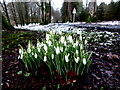 Snowdrops, Seskinore