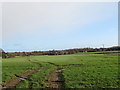 Field Opposite Tapenhall Farm