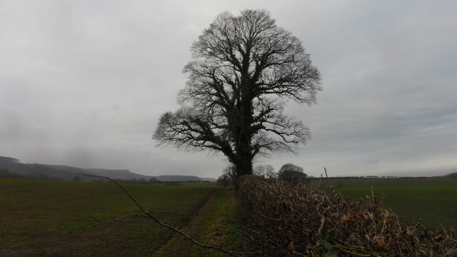 Field boundary and tree at Little Waterfall Farm