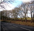 Tree-lined bank above the A361 between Fulbrook and Burford