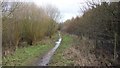 Footpath through woodland