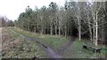 Footpath through woodland