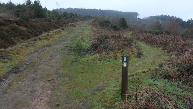 The Cleveland Way in Guisborough Woods