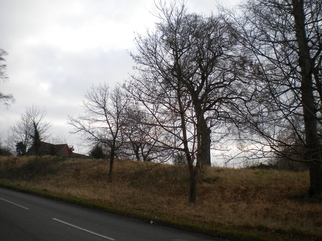 Trees along Foxby Hill, Gainsborough
