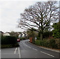 Tree at the eastern end of Cherry Orchard Road, Lisvane, Cardiff