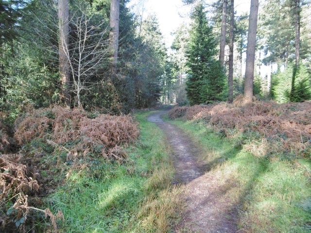 Puddletown Forest, bridleway