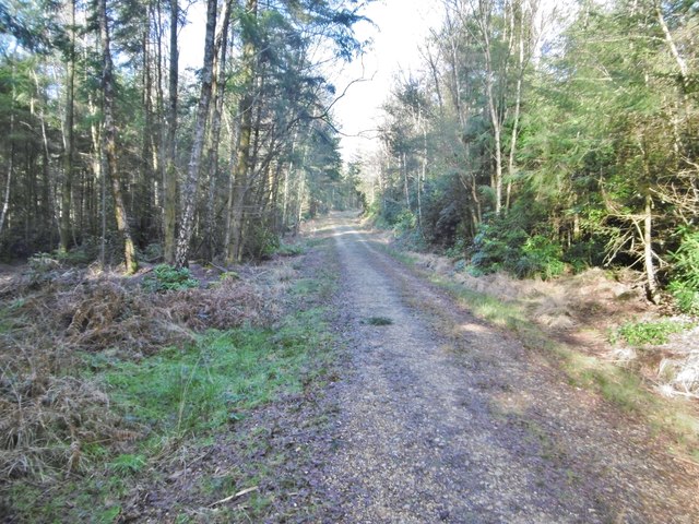 Puddletown Forest, forestry road