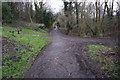 Cat Lane, Hang Bank Wood, Sheffield