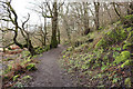 Woodland Path to Dundonald