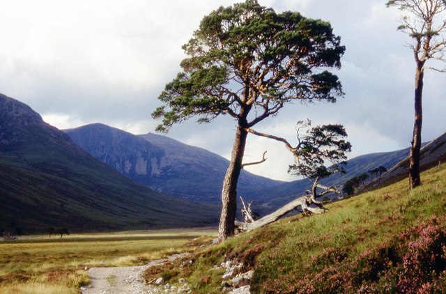 Scots Pine, Glen Derry