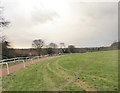 All-weather gallop near Langley Vale