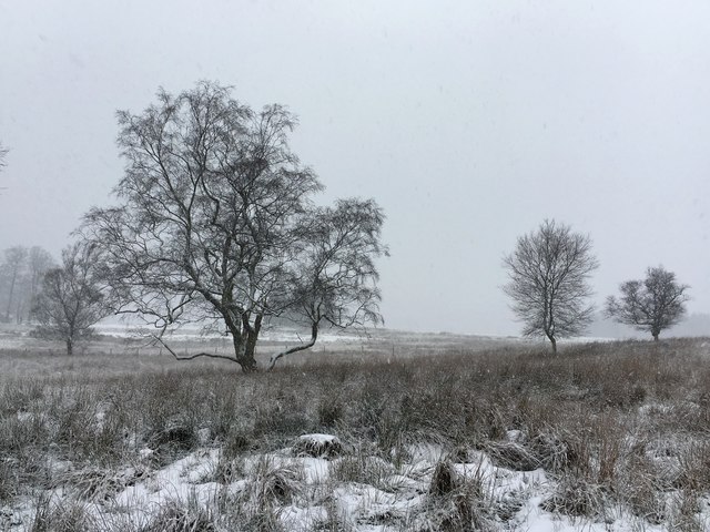 Winter trees in a snowstorm