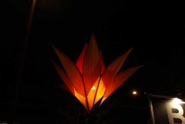 View of an illuminated flower in the food area of Handyside Street