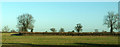 Trees along field boundaries near Littleton Drew