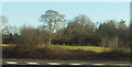 Field and trees by the M4