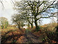 Llwybr Ty Newydd / Ty Newydd Path