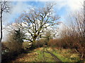 Llwybr Ceffyl Ty Newydd / Ty Newydd Bridleway