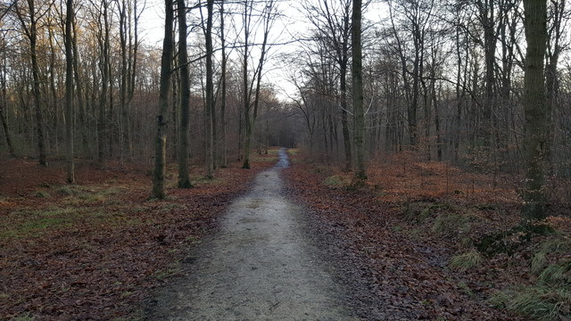 Chopwell Wood, Gateshead - area information, map, walks and more