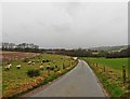 Road to Higher Bere Chapel Farm