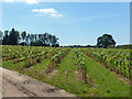 Vineyard, Baddow Park Farm