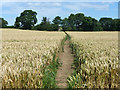 Path across wheat field