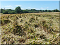 Wheat suffering from lodging