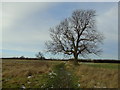 Footpath heading North from Norby