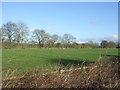 Grazing near Sandholme