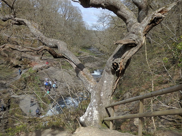Tree above Sgŵd Clun-gwyn