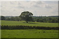 Tree in field