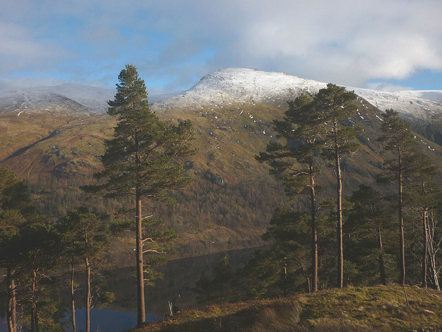 Scots pines above Thirlmere