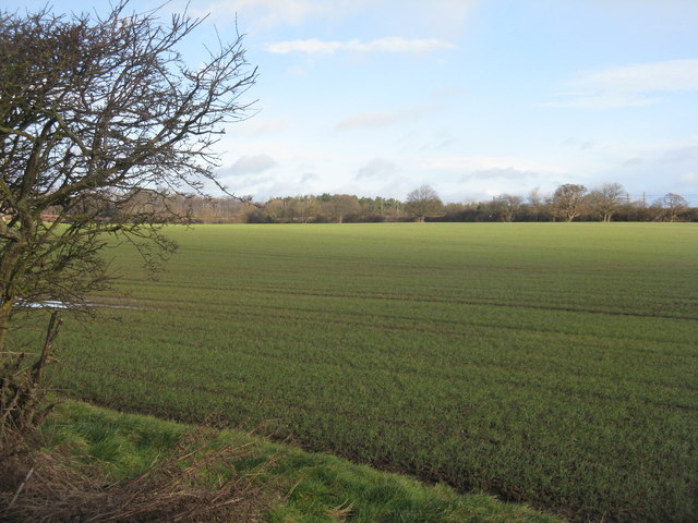 Winter cereal near Markle Mains