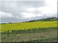 A field of oilseed rape between Mill Hill and the Tullymacnous Road