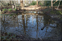 TQ2997 : Pond in Williams Wood, Trent Park by Christine Matthews