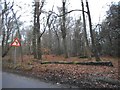 Pumpkin Hill, Burnham Beeches