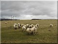 NY7985 : Sheep grazing at Lanehead by Graham Robson