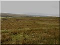NY7787 : Rough grazing land at Burnhead by Graham Robson