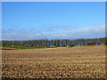 View over farmland to line of trees