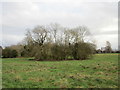 Trees surrounding a pond near Barnoldby le Beck