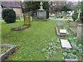 Snowdrops in Ickenham Churchyard