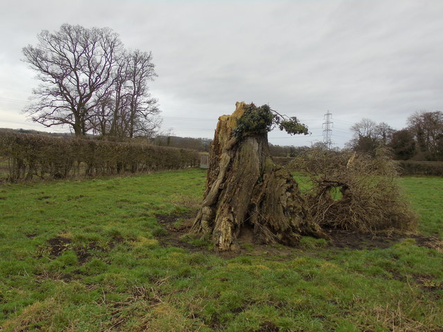 Tree Stump near Spital Bridge © Chris Heaton cc-by-sa/2.0 :: Geograph ...