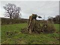SE4485 : Tree Stump near Spital Bridge by Chris Heaton