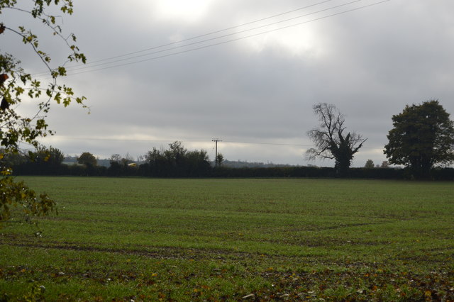 Field by Beech Lane