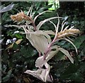 Achlorophyllous broad-leaved helleborine orchid, Crowhurst