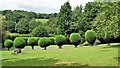 Clipped conifers at Cherry Trees, Farnham Lane